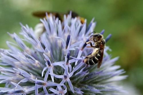 Halictus sp.